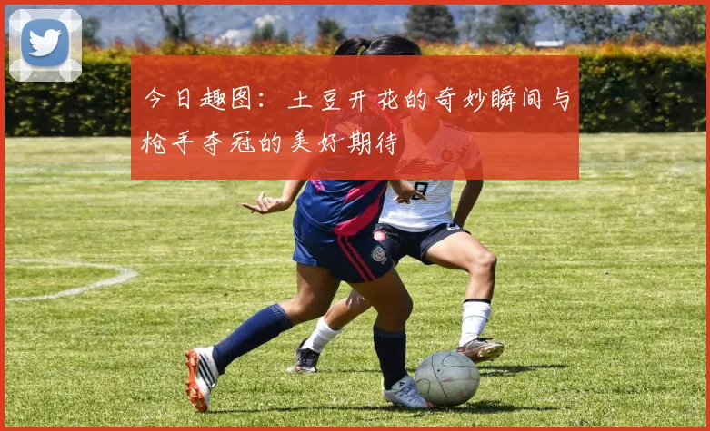 今日趣图：土豆开花的奇妙瞬间与枪手夺冠的美好期待
